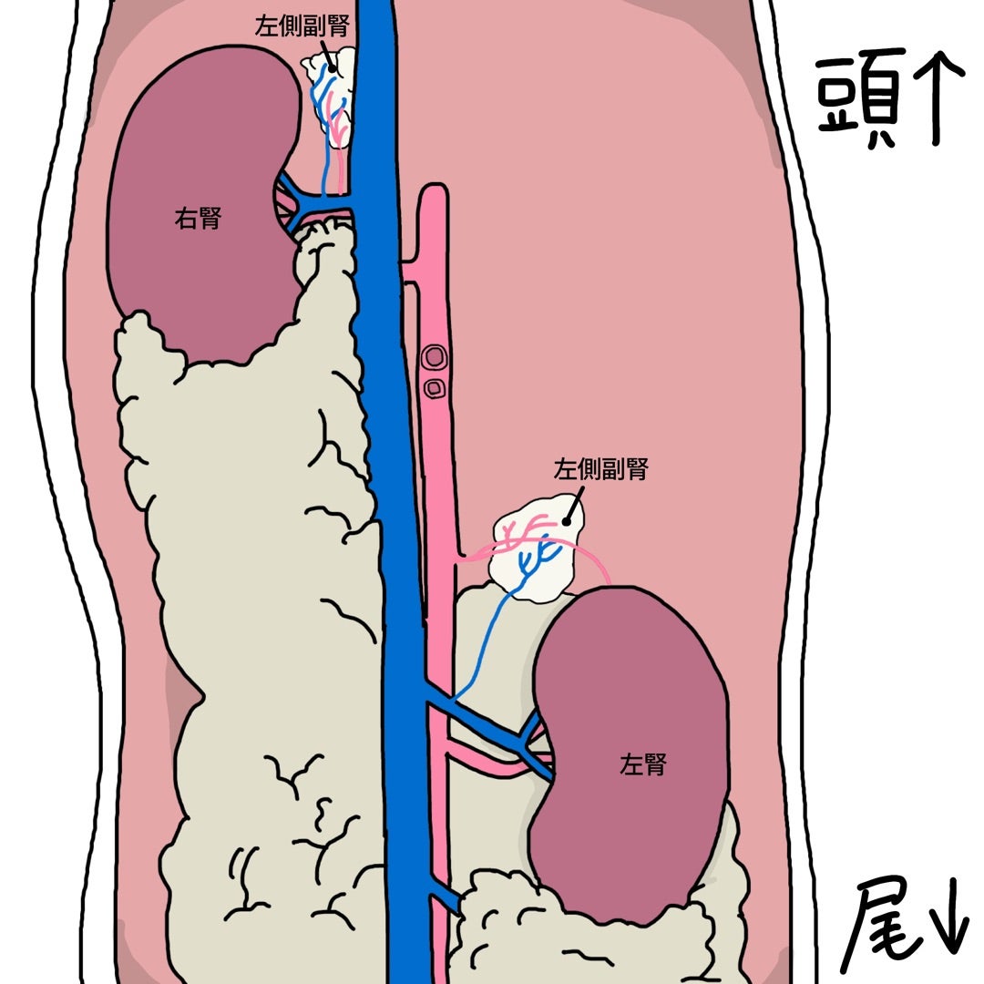 ⦿裁断済 フェレットの三大腫瘍 DVD付き-