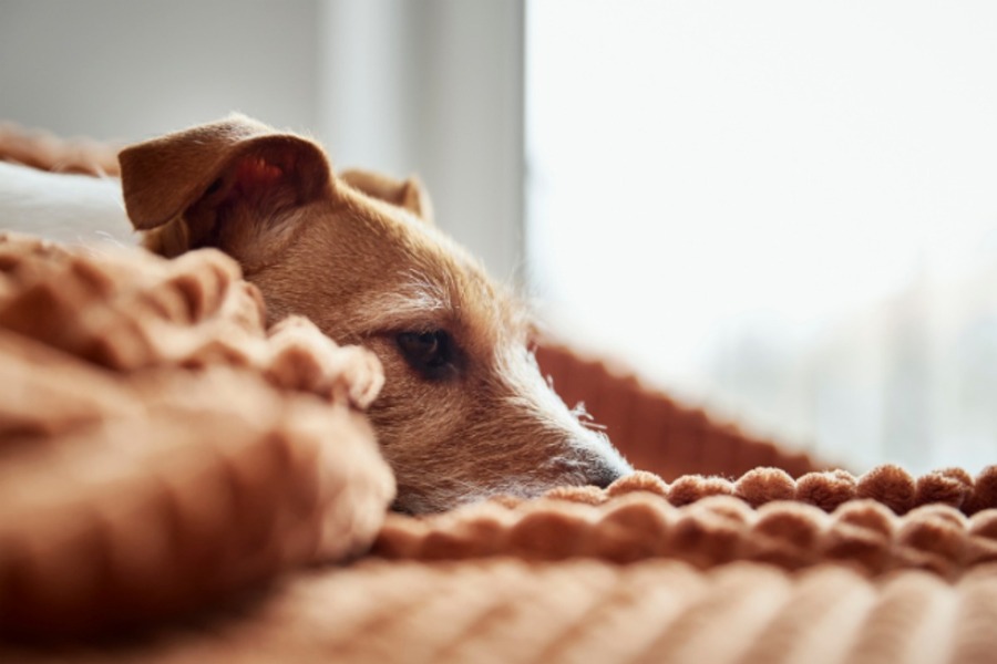 【獣医師監修】愛犬がなかなか寝ない・・犬に睡眠薬を飲ませてもいいの？注意点や副作用の心配はある？